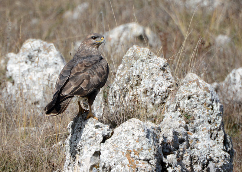 Poiana, Buteo buteo